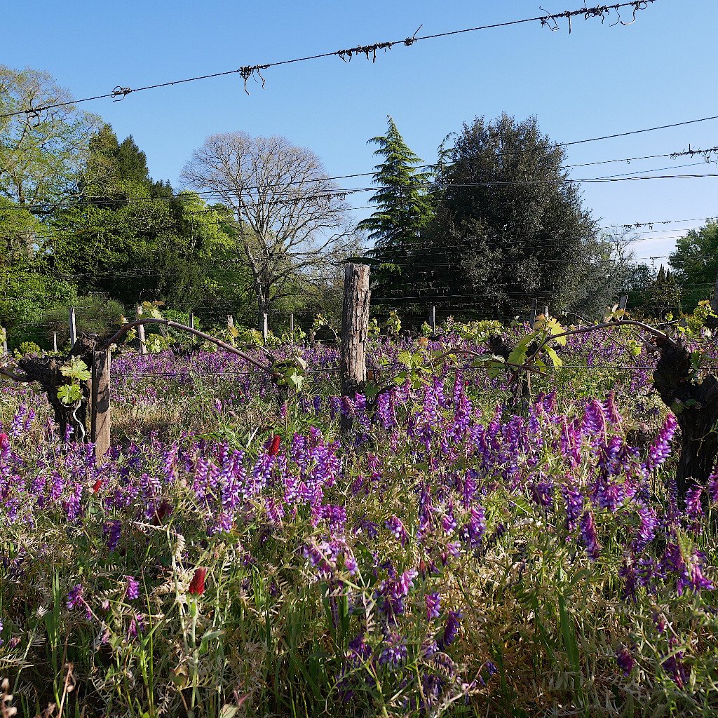 engrais vert en fleur