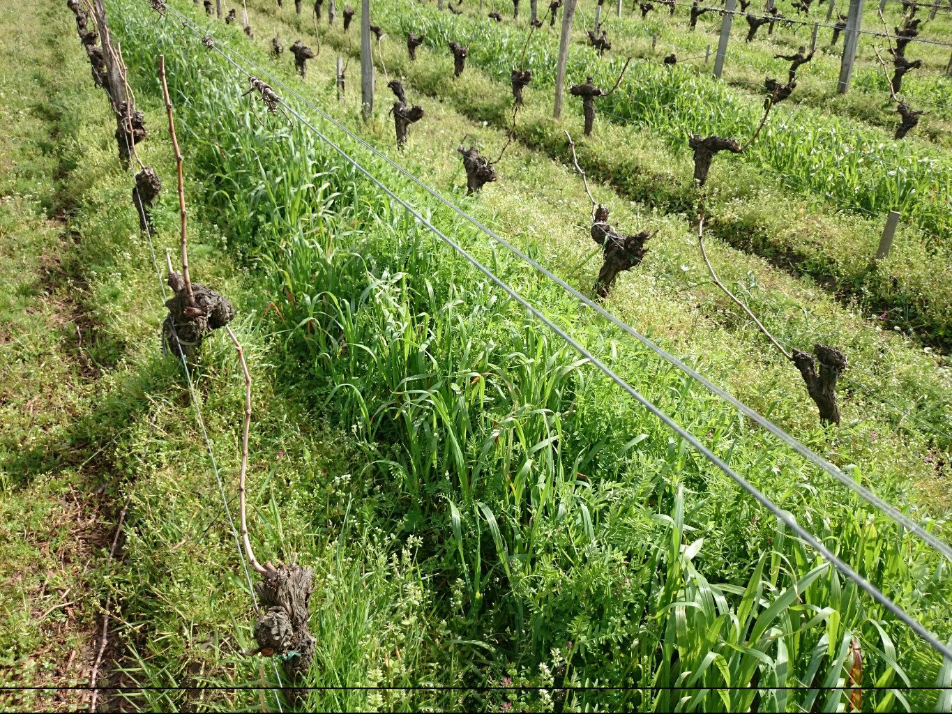 engrais vert, avoine, vesce, trefle incarnat